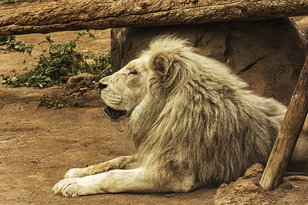 在自然栖息地里休息的狮子 近距离图片