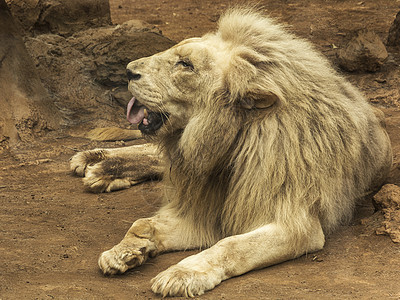 地面上有只狮子 张着嘴 紧闭图片