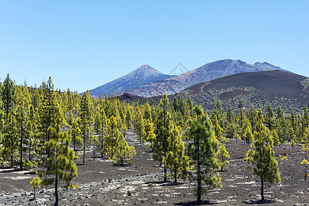 火山附近稀有的卷叶树茂密 在火山附近图片