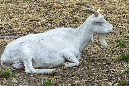 宠物 一只家养山羊躺在地上休息图片