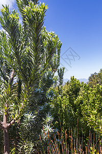 国家植物园的银树植物群本土爬坡山脉花园国家蓝色植物园靛青叶子图片