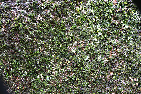 详细仔细查看了不同的树岗纹理 在森林的圆角上地衣苔藓花园地面湿地雇用蕨类场地衬套宏观图片
