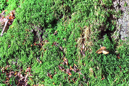 详细仔细查看了不同的树岗纹理 在森林的圆角上树木植物衬套蕨类苔藓雇用植物群湿地叶子场地图片