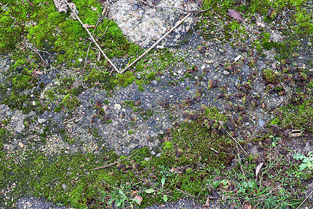 详细仔细查看了不同的树岗纹理 在森林的圆角上生长地衣苔藓植物园艺宏观叶子场地材料植物群图片