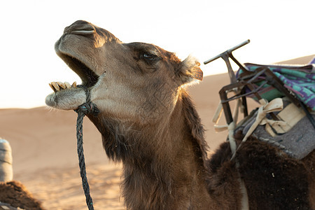 日落时 在撒哈拉沙漠中用嘴张开抬起头部的骆驼图片