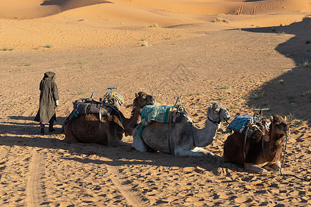 日落时 在撒哈拉沙漠中用金沙沉睡的骆驼与金沙骆驼沙丘游客旅行天空沙漠动物大篷车旅游图片