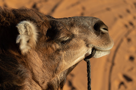 骆驼坐落在撒哈拉沙漠中 日落时天下与金沙共眠图片
