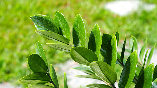 Zamioculcas或zamiifolia绿叶树花园宏观植物群生长植物学树叶植物绿色白色叶子图片