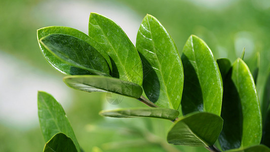 Zamioculcas或zamiifolia绿叶树宏观植物学生长绿色盆栽叶子花园热带植物植物群图片