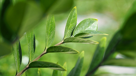 Zamioculcas或zamiifolia绿叶树叶子植物植物群绿色生长白色宝石食物植物学树叶图片