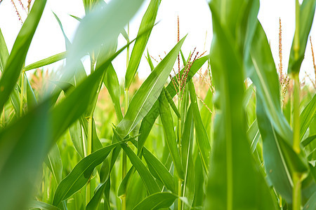 玉米农耕田特写了夏季庄稼季节收成蔬菜生长乡村植物阳光草地种植园栽培谷物图片