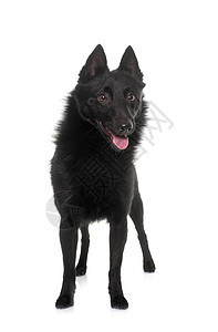 年轻的Schipperke狗动物宠物领结盒子工艺衣领牧羊犬工作室珍珠珠宝图片