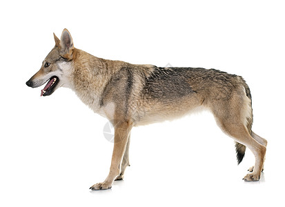 狼狗成人工作室动物宠物高清图片