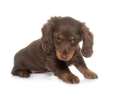 演播室里的小狗达克松头发动物长发棕色宠物工作室图片