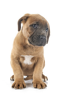 小狗可口可乐动物工作室宠物灰色甘蔗獒犬棕色背景图片