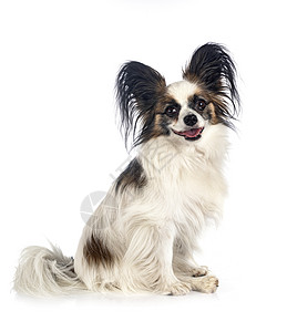 演播室里的帕皮隆狗动物三色长发宠物耳朵工作室图片