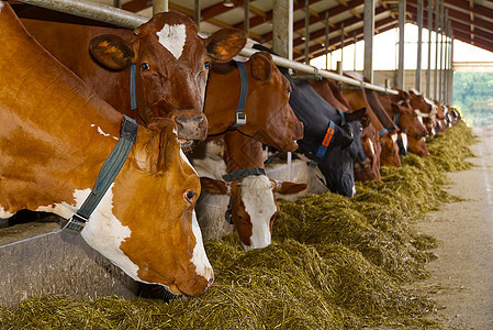 农场上的橙色奶牛 红牛在牛棚的马厩里吃干草 奶牛场 农业 农业和畜牧业概念中的奶牛家畜工厂动物农民谷仓耳朵小牛牛奶食物国家图片