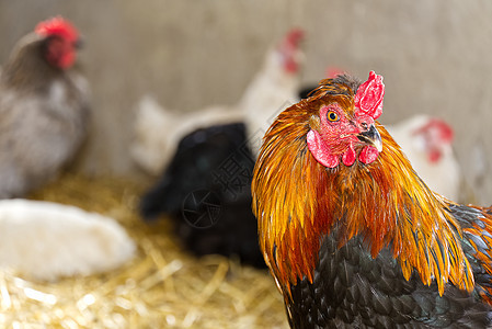 一只雄性鸡或公鸡的特写头像 长着漂亮的橙色羽毛 亮红色的梳子 鸡舍的散景背景模糊农场家禽乡村男性小鸡眼睛尾巴农业动物橙子图片