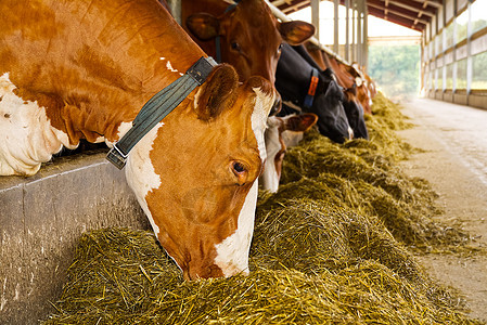 农场上的橙色奶牛 红牛在牛棚的马厩里吃干草 奶牛场 农业 农业和畜牧业概念中的奶牛哺乳动物牛肉生产家畜国家牛奶栅栏商业稻草小牛图片