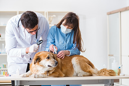 医生和助理医生在兽医室检查金色的猎犬助手卫生兽医医院女士病人宠物考试药品治疗图片