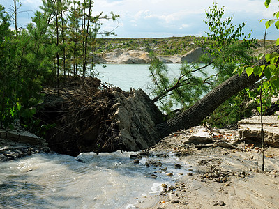 水流从湖边一棵树上倒下图片