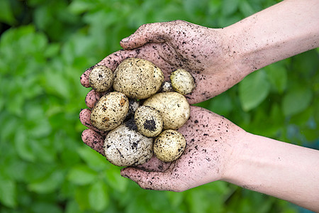 许多大小的家庭种植种地土豆种籽 闭着镜头图片