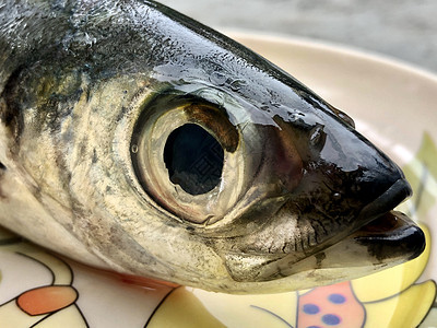 盘子上的新鲜鱼海鲜鳟鱼鲭鱼海洋饮食销售盐水美食钓鱼市场图片