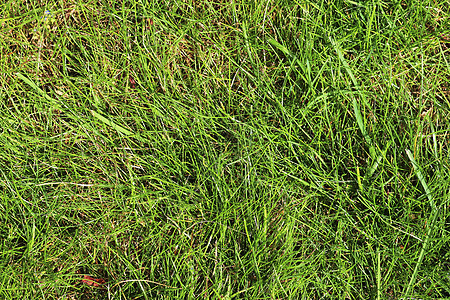 在阳光明媚的夏天 在一片草地上 紧闭绿草表面墙纸义者场地宏观生长环境石头花朵植物花园背景图片