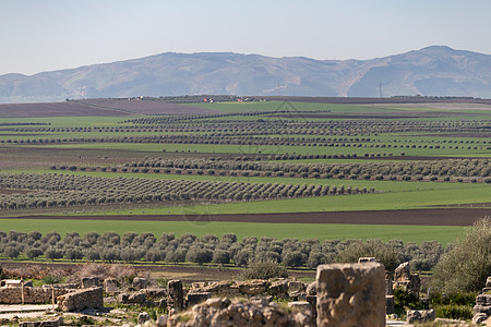 从摩洛哥Meknes附近古城Volubilis 发现的橄榄种植园图片