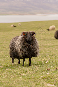 晚上大群的羊群 冰岛农村地标国家牧场羊肉羊毛哺乳动物场地阳光爬坡图片