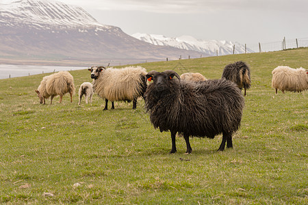 晚上大群的羊群 冰岛牧场爬坡地标动物农村库存农业羊肉场地旅行图片