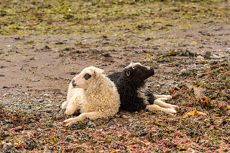 晚上大群的羊群 冰岛草地爬坡动物牧场母羊农场羊毛农业羊肉旅行图片