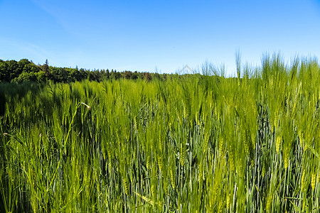 农业作物和小麦田的夏季观景 准备供人耕种小麦农村国家食物场地稻草收获土地环境粮食图片