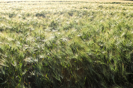 农业作物和小麦田的夏季观景 准备供人耕种收获农村土地天空感恩干草玉米国家收成草地图片