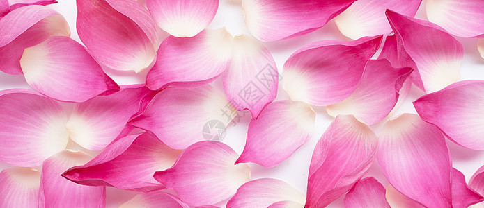 粉色莲花花瓣作为背景花园百合公园池塘异国反射植物叶子植物群情调图片