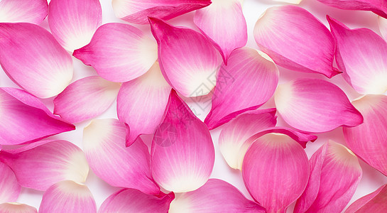 粉色莲花花瓣作为背景热带池塘荷花反射植物学百合植物叶子情调花园图片