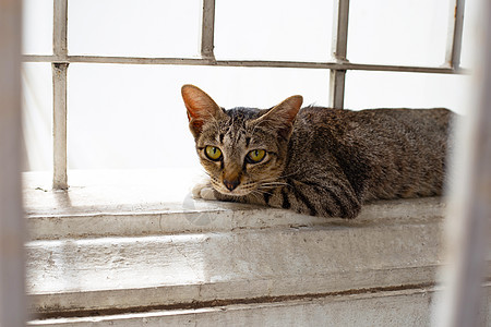 水泥墙上的灰猫攻击哺乳动物动物犬类猫咪蓝色家庭新生婴儿小猫图片