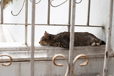 猫睡在水泥墙上图片