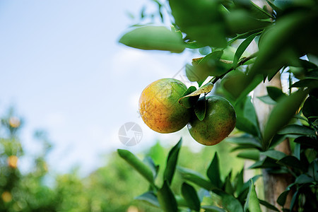 树上的橙子在天空农村食物花园生长果园国家收成公园热带爬坡图片