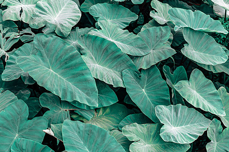 绿色热带树叶背景质料图片