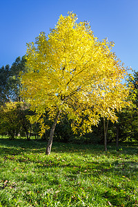 黄色秋叶在阳光明媚的秋天 黄叶 蓝天空和绿草的孤单树在前景之下生长背景