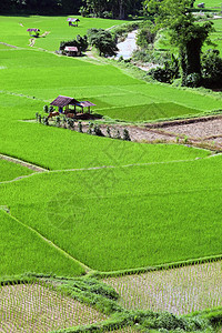 绿色稻田的景观观种植园季节场地生长爬坡收成旅行植物阳台田园图片