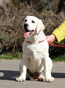 公园中的黄色拉布拉多幸福宠物小狗孩子朋友猎犬桌子喜悦背景图片