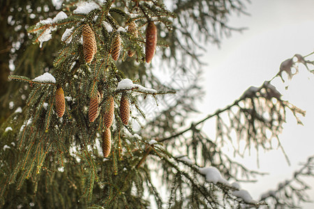 松树枝上雪融化的冰雪 夹着金锥图片
