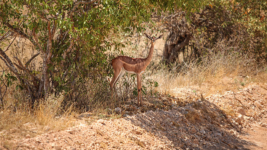 Gerenuk - 长颈瞪羚站立在图片