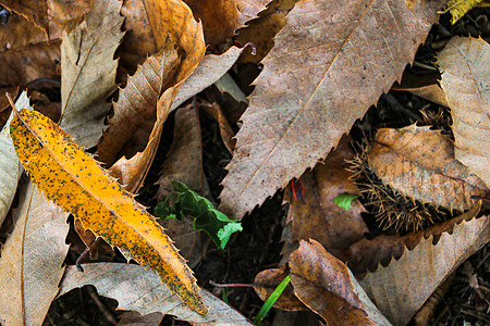 金色叶子黄叶躺在草地上 秋天来了天气橙子森林金色地面落叶枫叶说谎季节公园背景