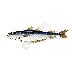一条鱼的蓝色孤立插图图片
