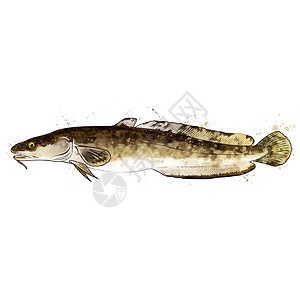 一条鱼的孤立插图钓鱼银色海洋海鲜绘画淡水食物标签水彩渔业图片