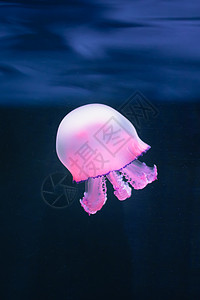 水下紫色水母热带运动辉光触手情调游泳脉搏月亮异国野生动物图片