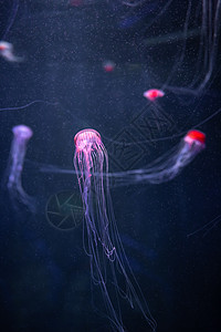 太平洋下水层发光的克丽萨奥拉异国紫色辉光生物触手水族馆生活荨麻动物粒子图片
